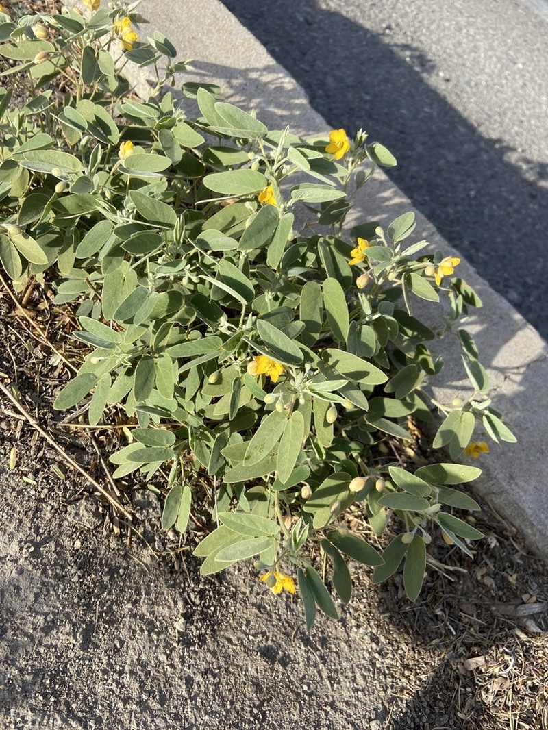Twinleaf Senna photo 4