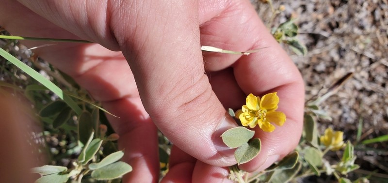 Twinleaf Senna photo 5