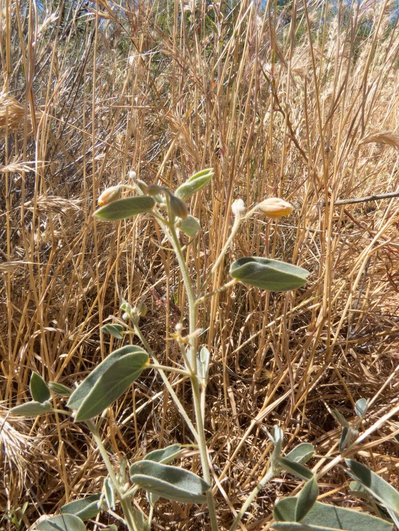 Twinleaf Senna photo 6