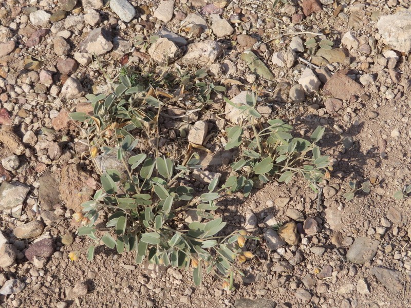 Twinleaf Senna photo 7