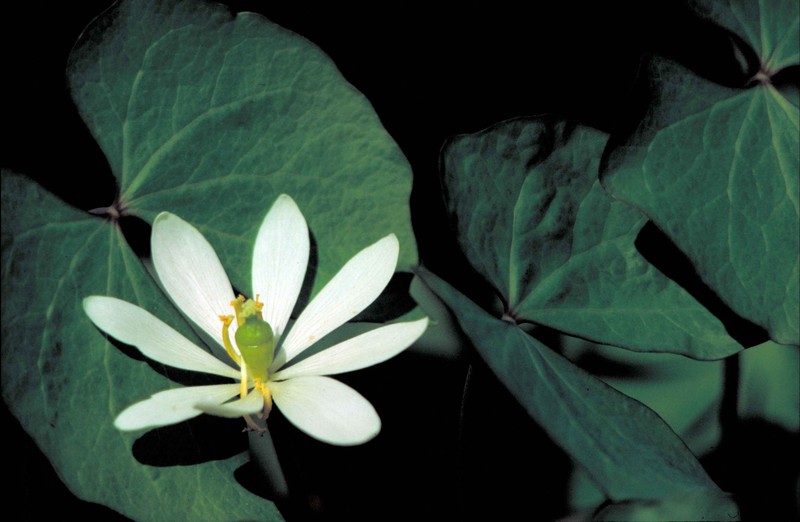 Twinleaf Senna photo 2