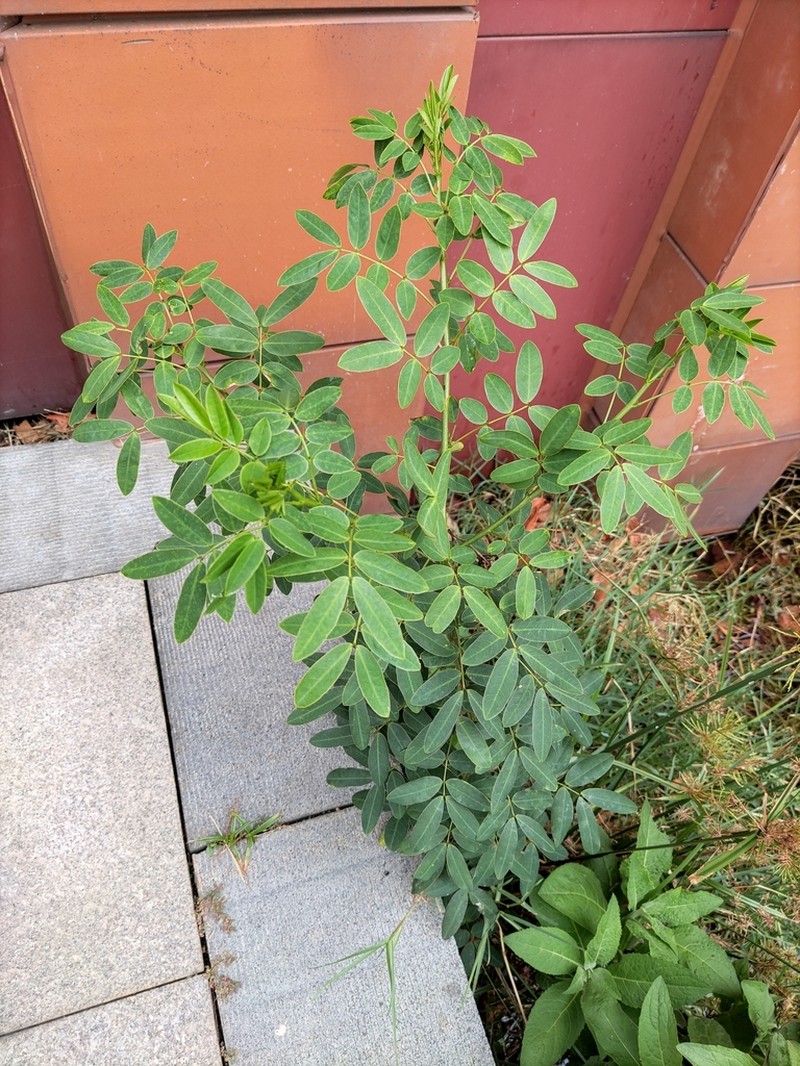 Christmasbush photo 5