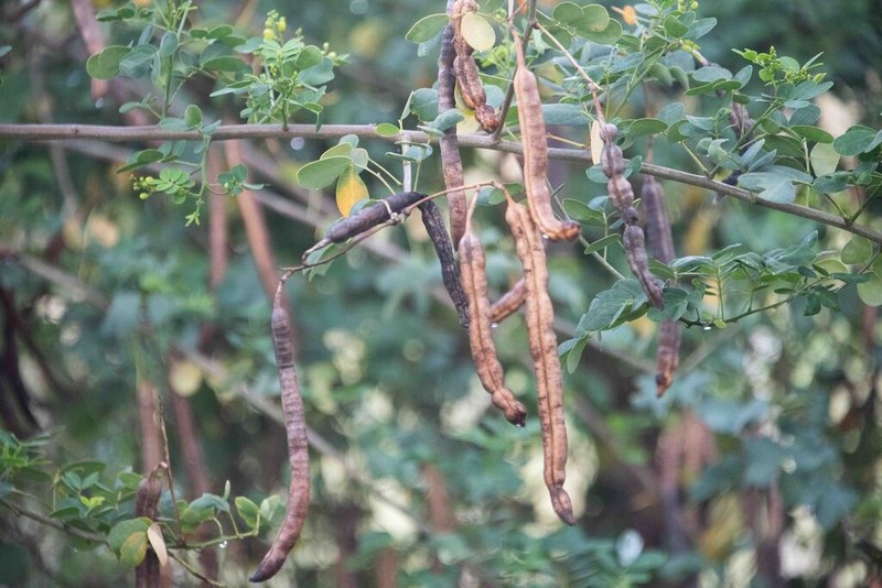 Christmasbush photo 6