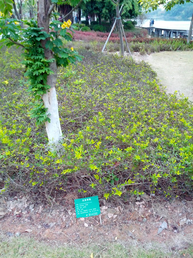 Christmasbush photo 3