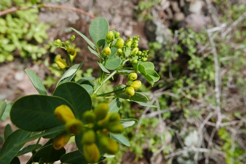 Senna bicapsularis var. bicapsularis