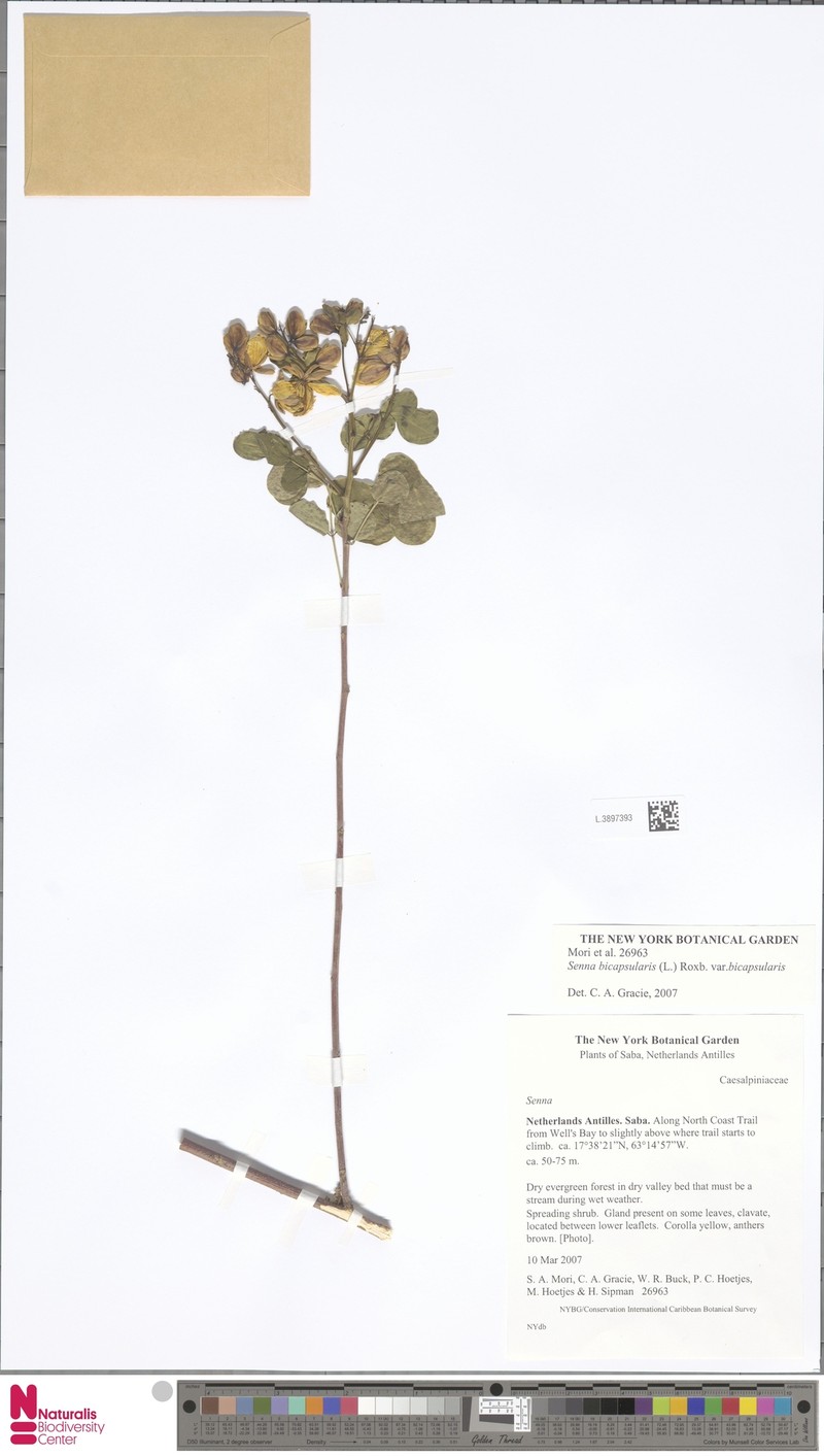 Senna bicapsularis var. bicapsularis photo 2