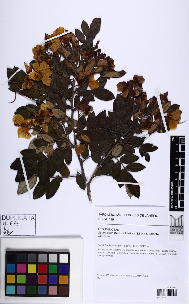 Senna cana var. cana