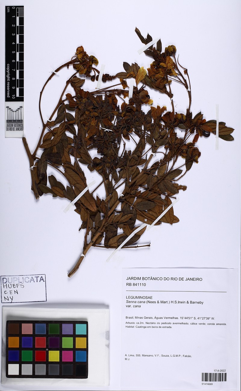 Senna cana var. cana photo 2