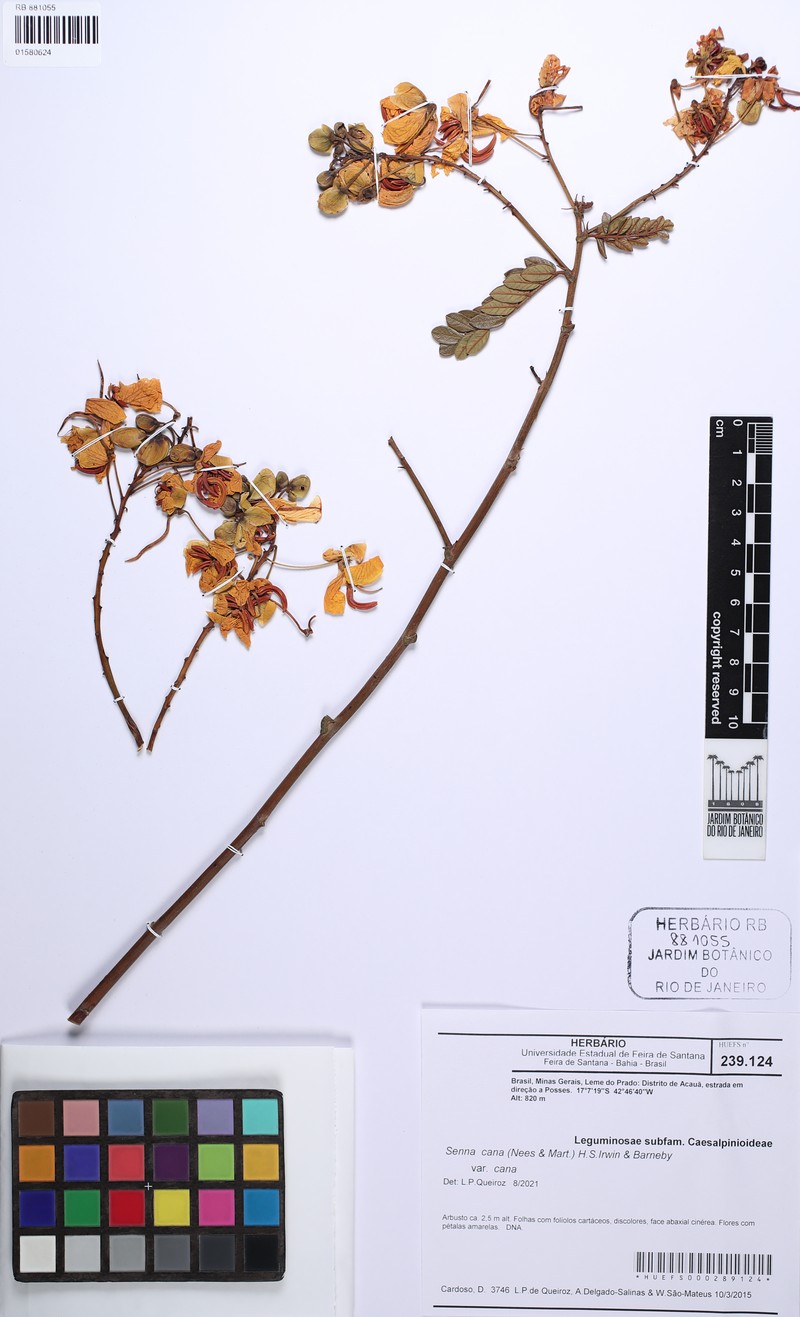 Senna cana var. cana photo 3