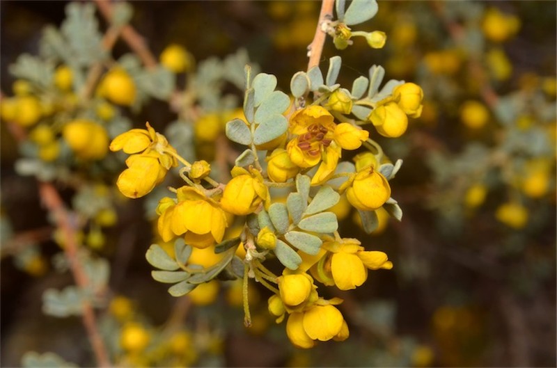 Senna cardiosperma