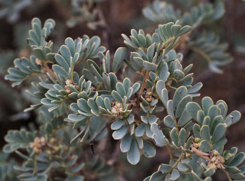 Senna cardiosperma photo 3
