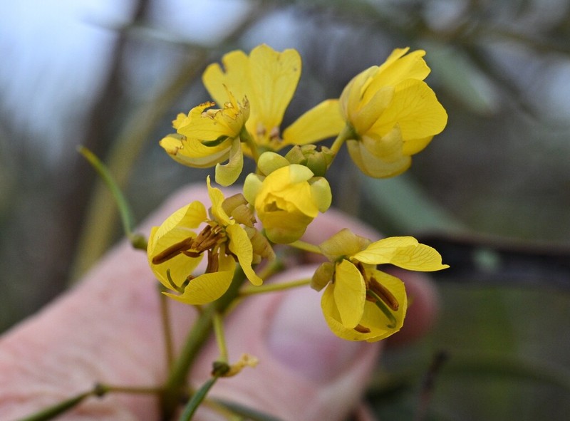 Senna cardiosperma photo 4