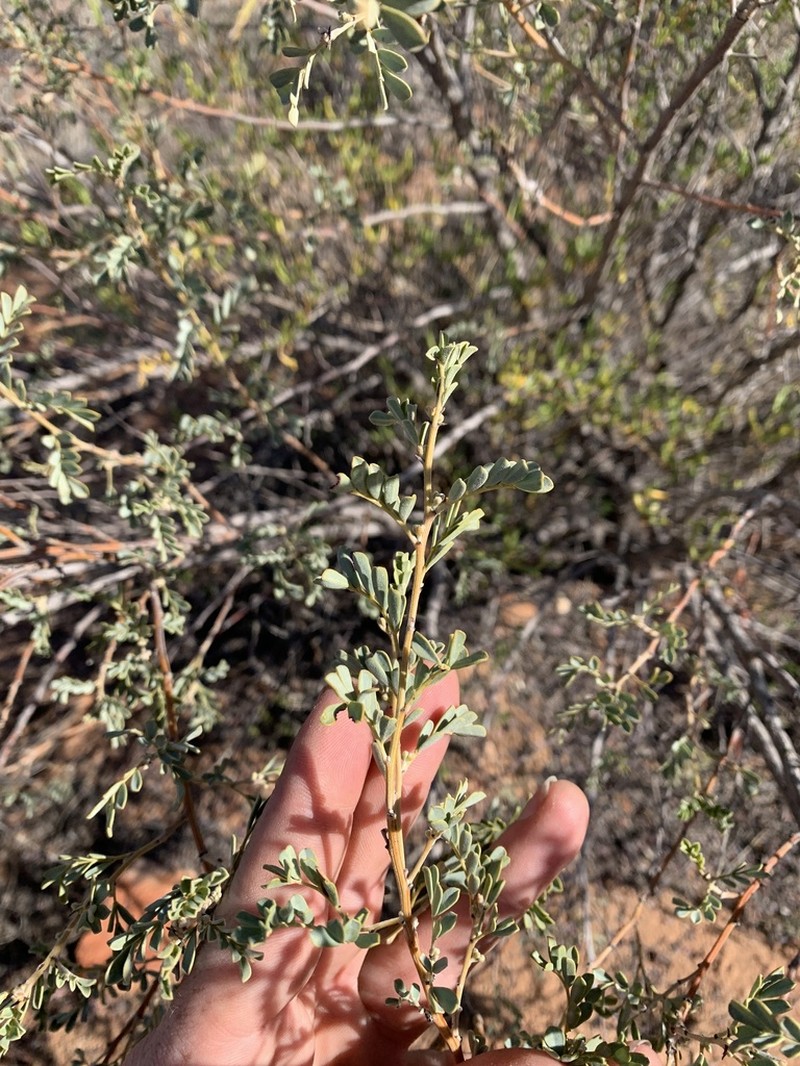 Senna cardiosperma photo 5