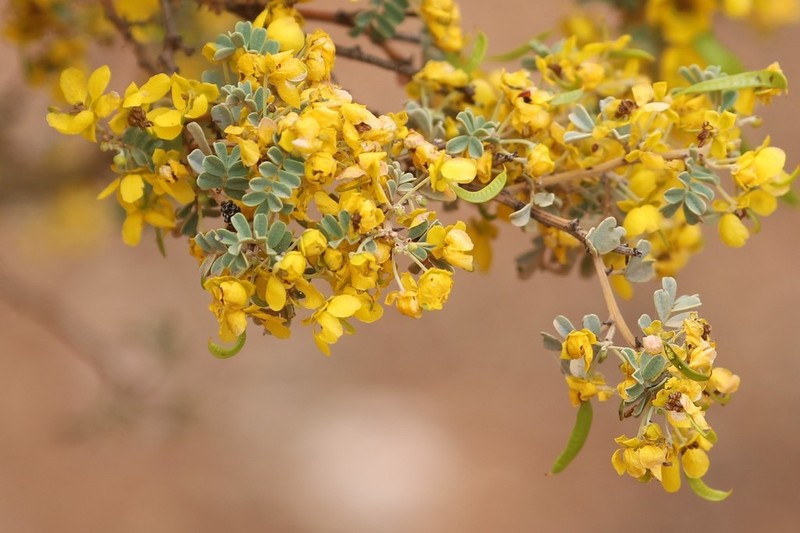 Senna cardiosperma photo 6