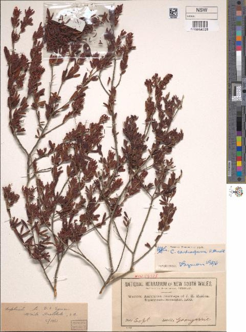 Senna cardiosperma subsp. cardiosperma