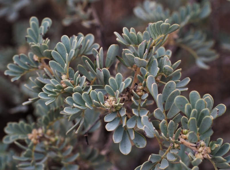 Senna cardiosperma subsp. gawlerensis