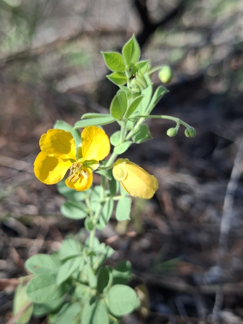 Senna cladophylla photo 2