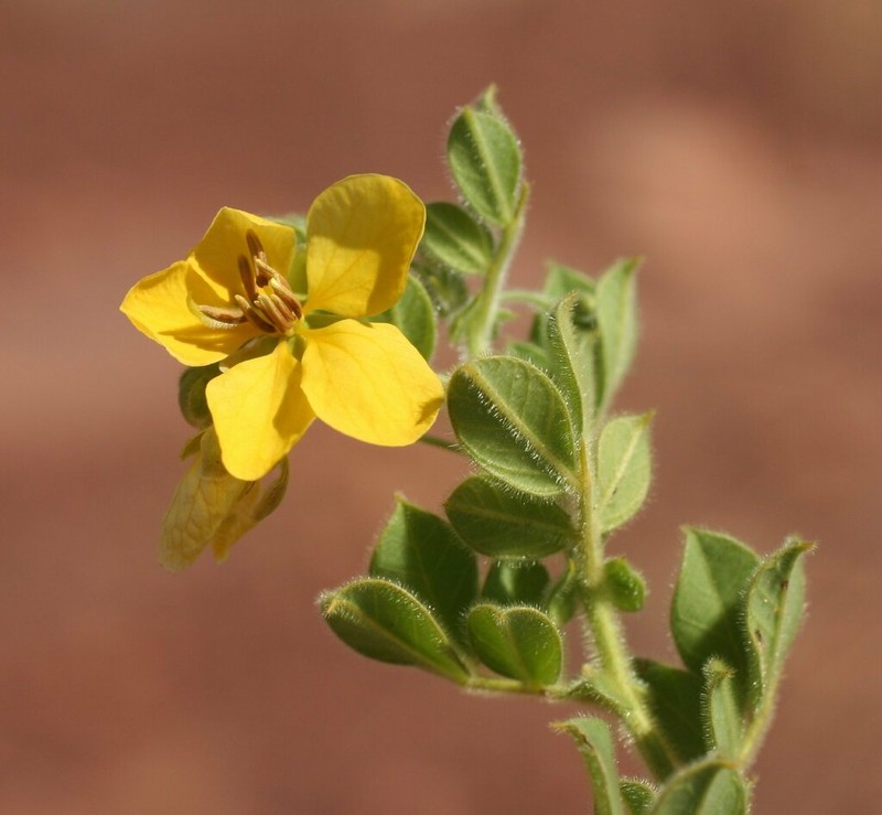 Senna cladophylla photo 3