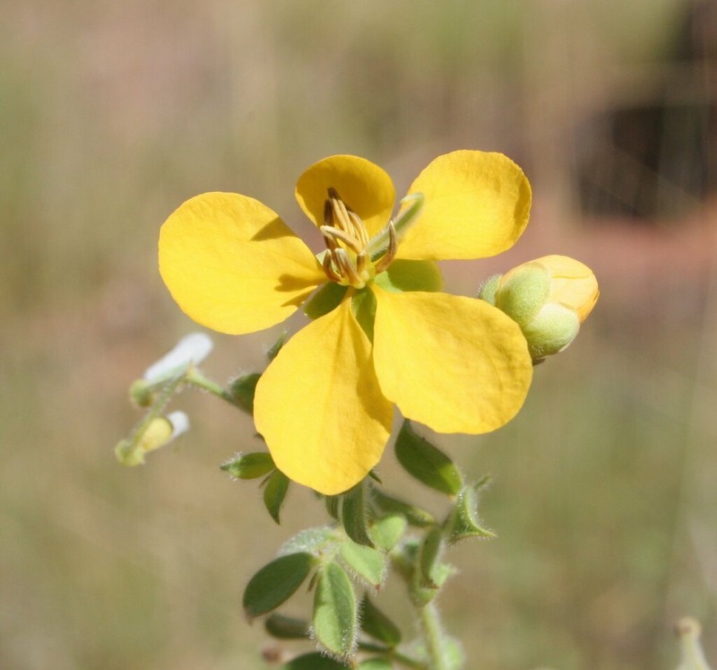 Senna cladophylla photo 4