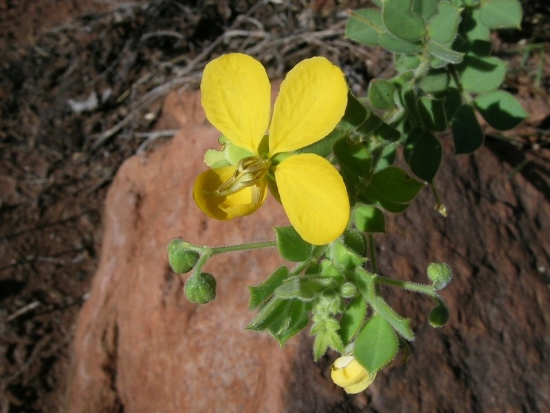 Senna cladophylla photo 6