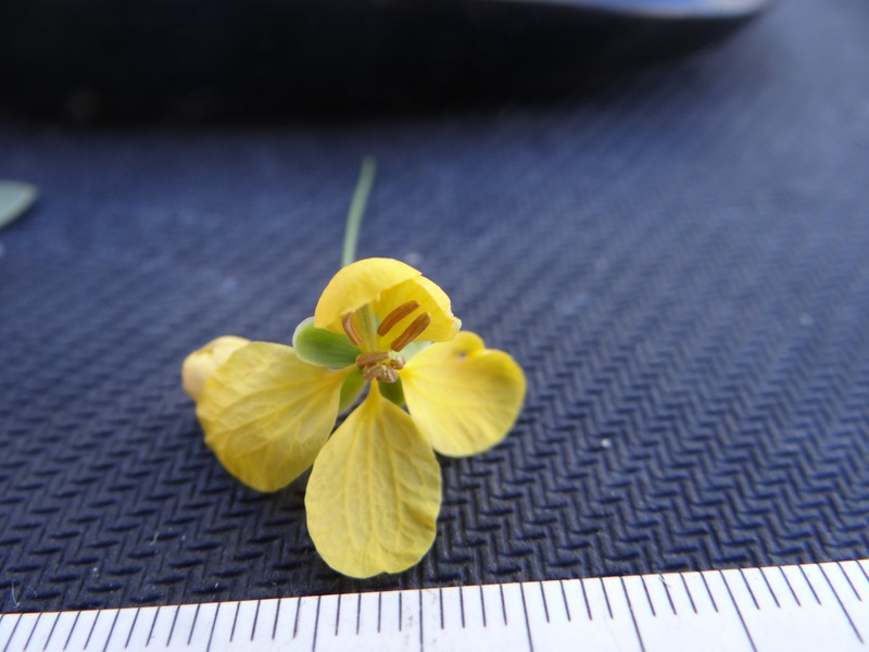 Senna cladophylla photo 7