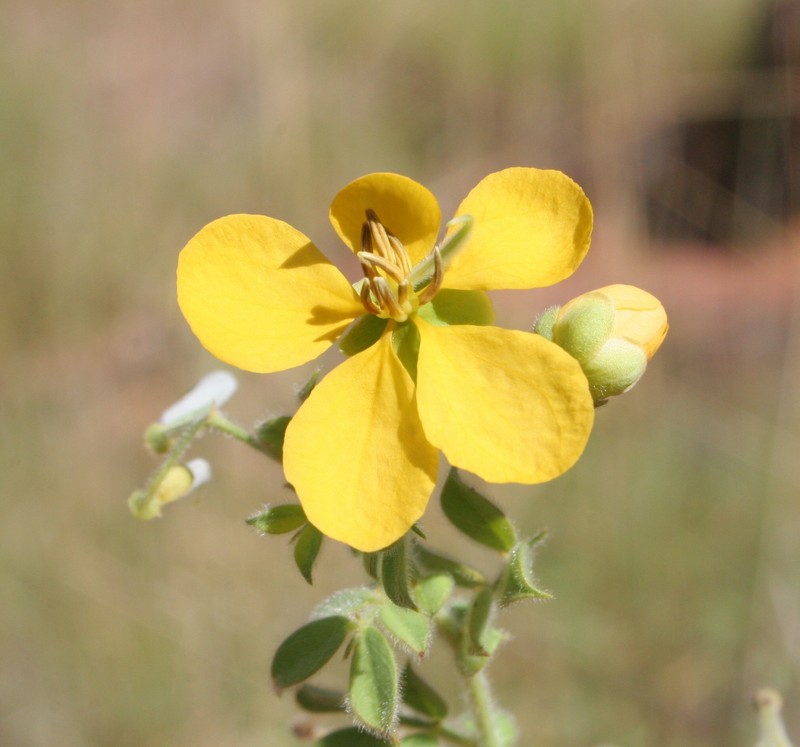Senna cladophylla photo 8