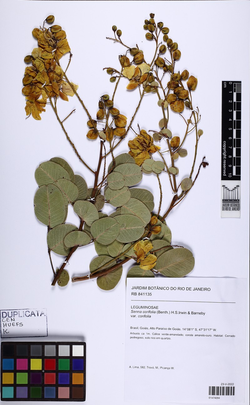 Senna corifolia var. corifolia
