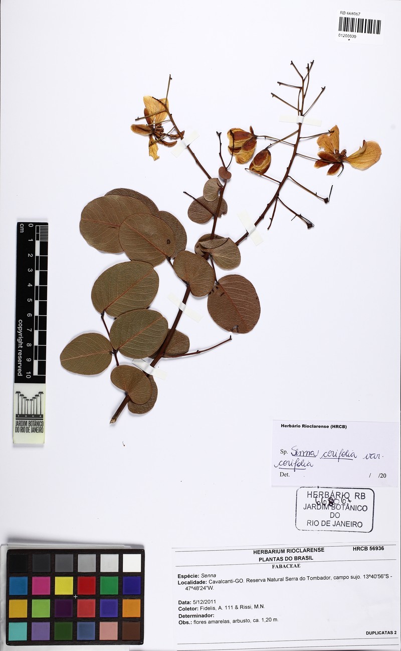 Senna corifolia var. corifolia photo 2