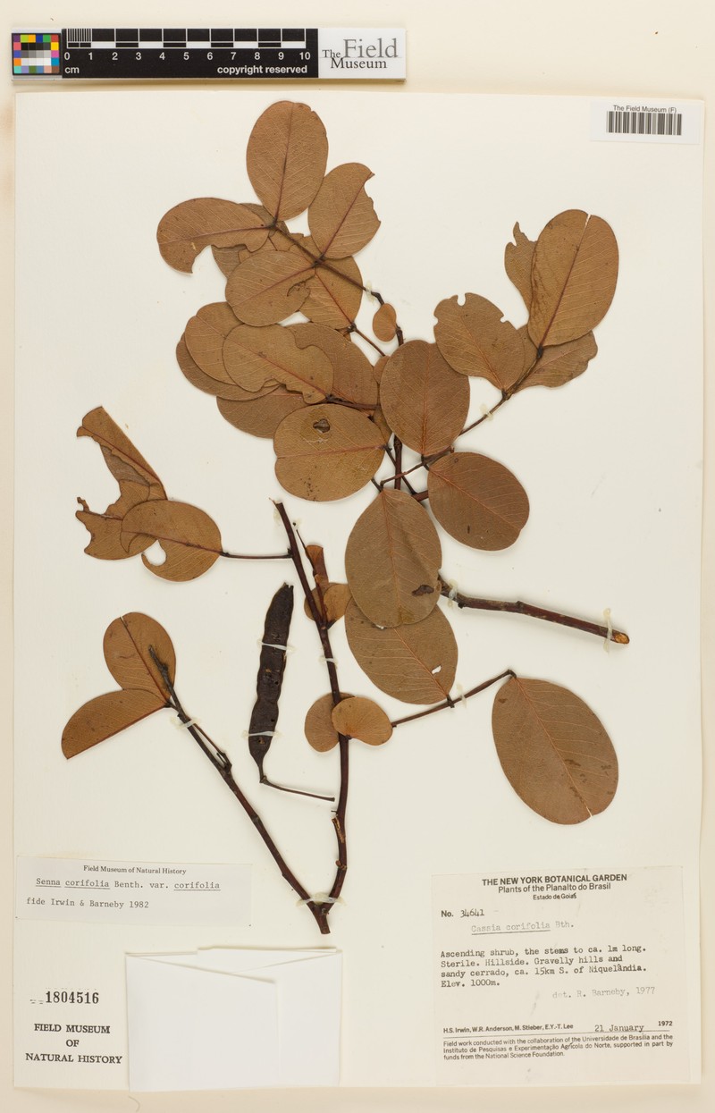 Senna corifolia var. corifolia photo 3