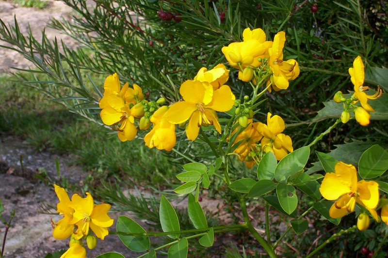 Argentine Senna photo 4
