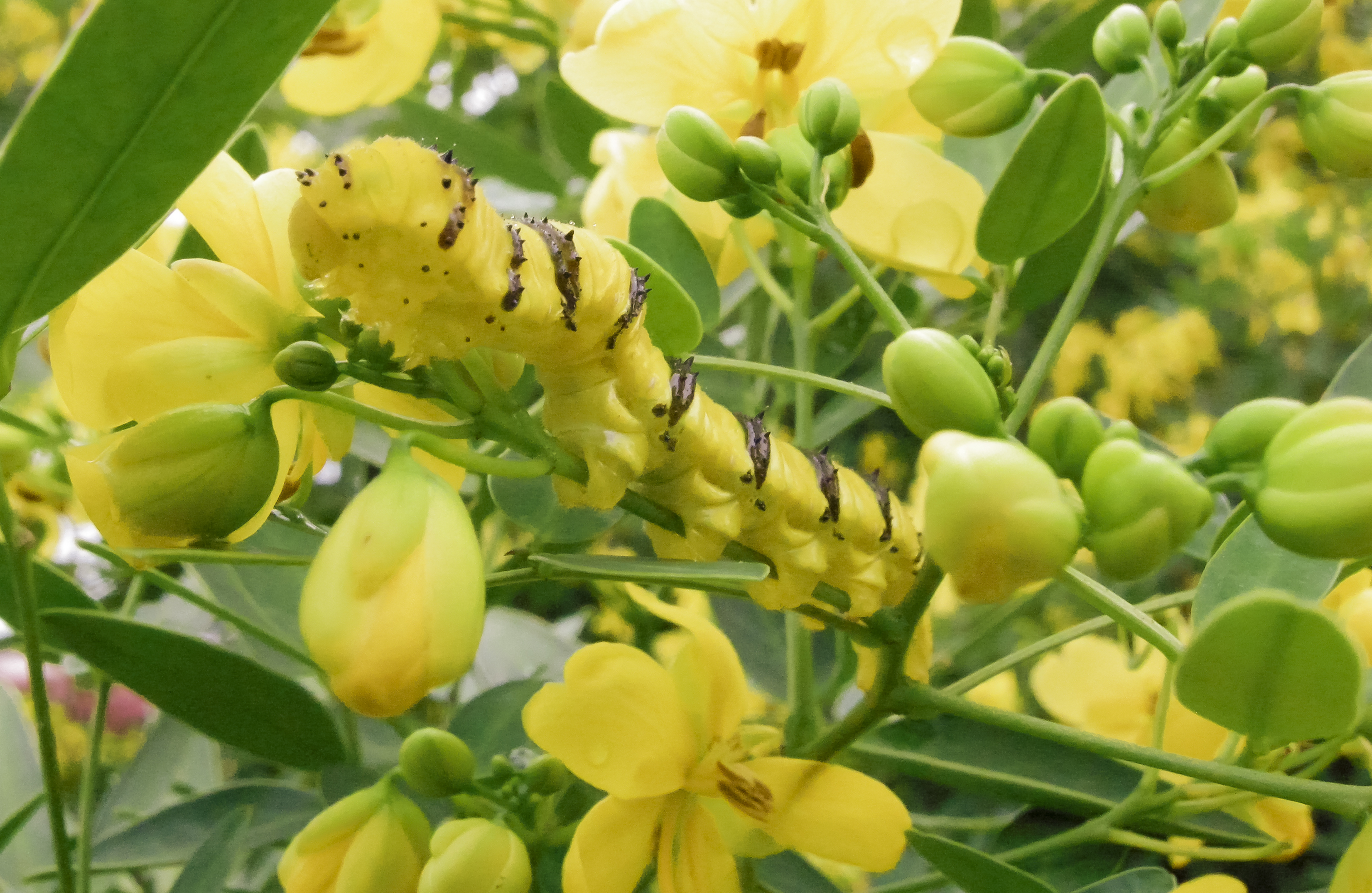 Argentine Senna photo 5