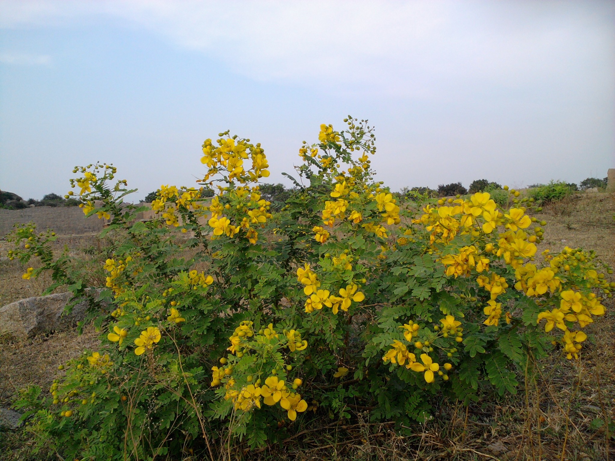Argentine Senna photo 6