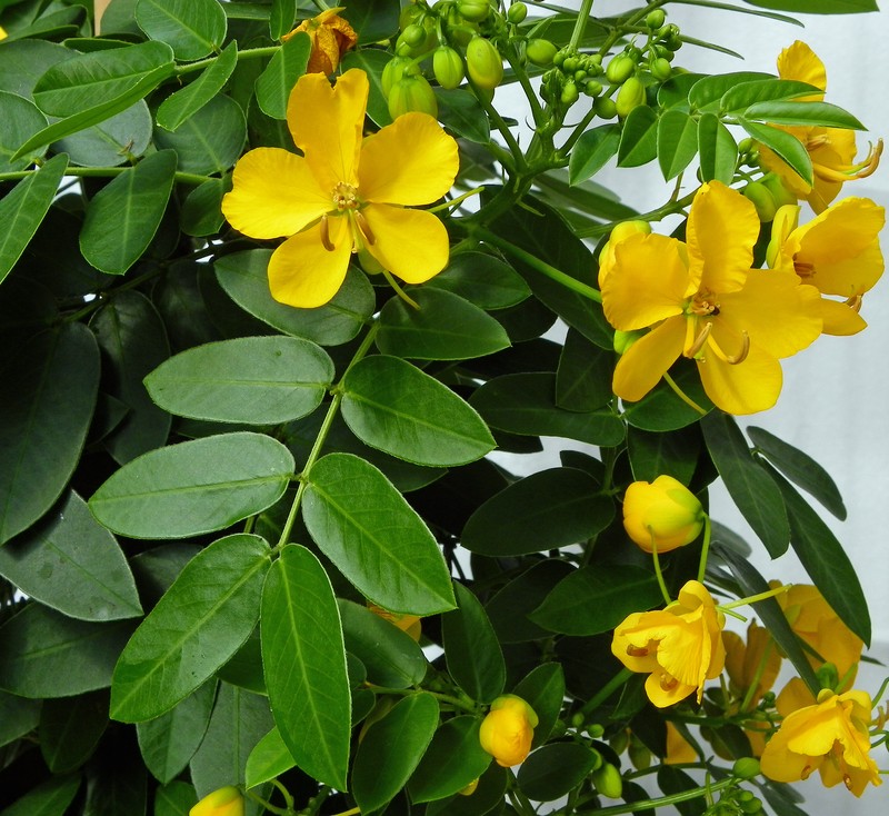 Argentine Senna photo 2