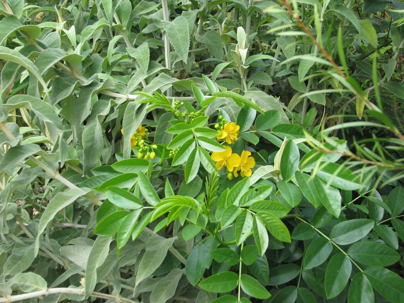 Argentine Senna photo 3