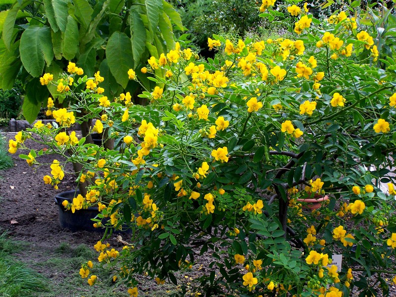 Argentine Senna