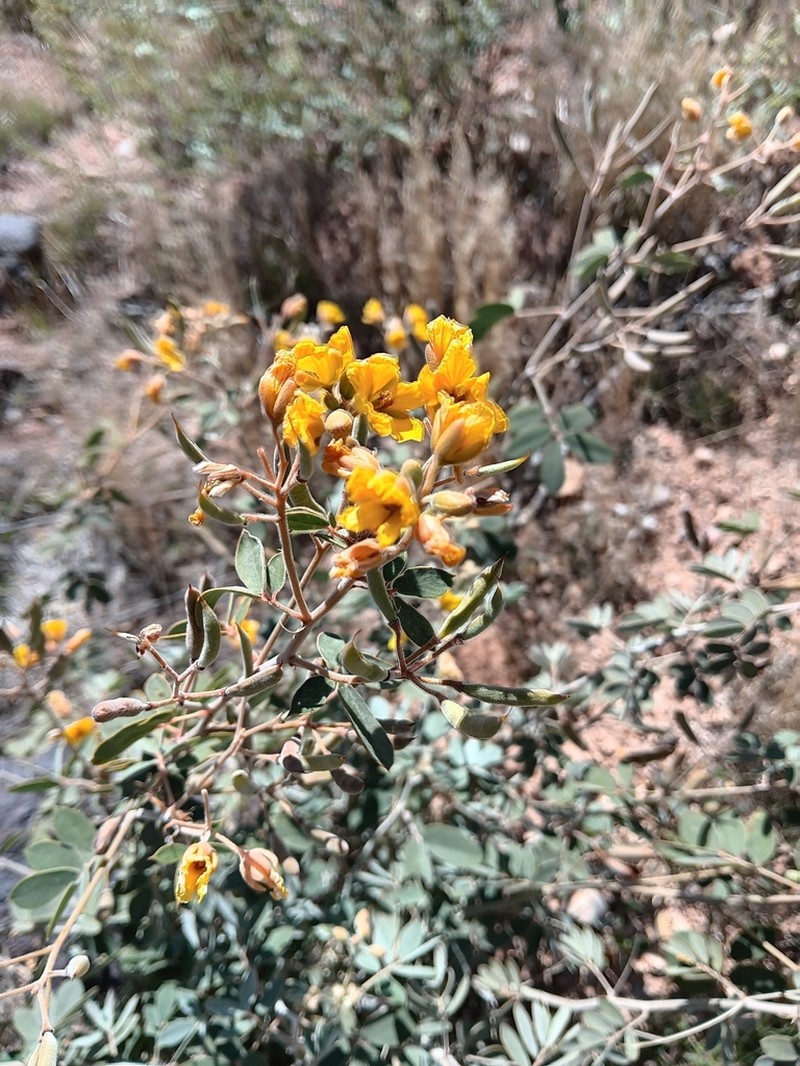 Coues' Cassia photo 3