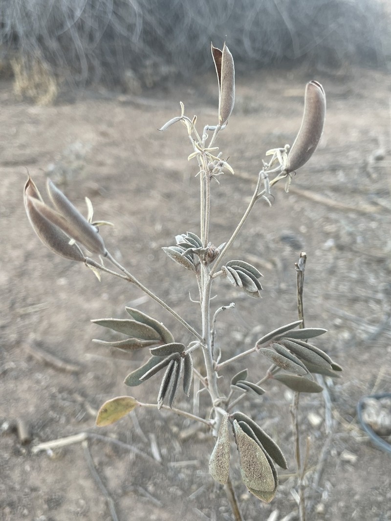 Coues' Cassia photo 4
