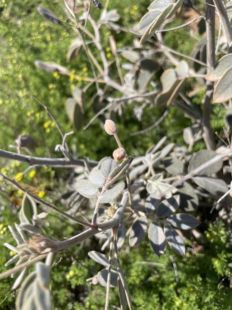 Coues' Cassia photo 5