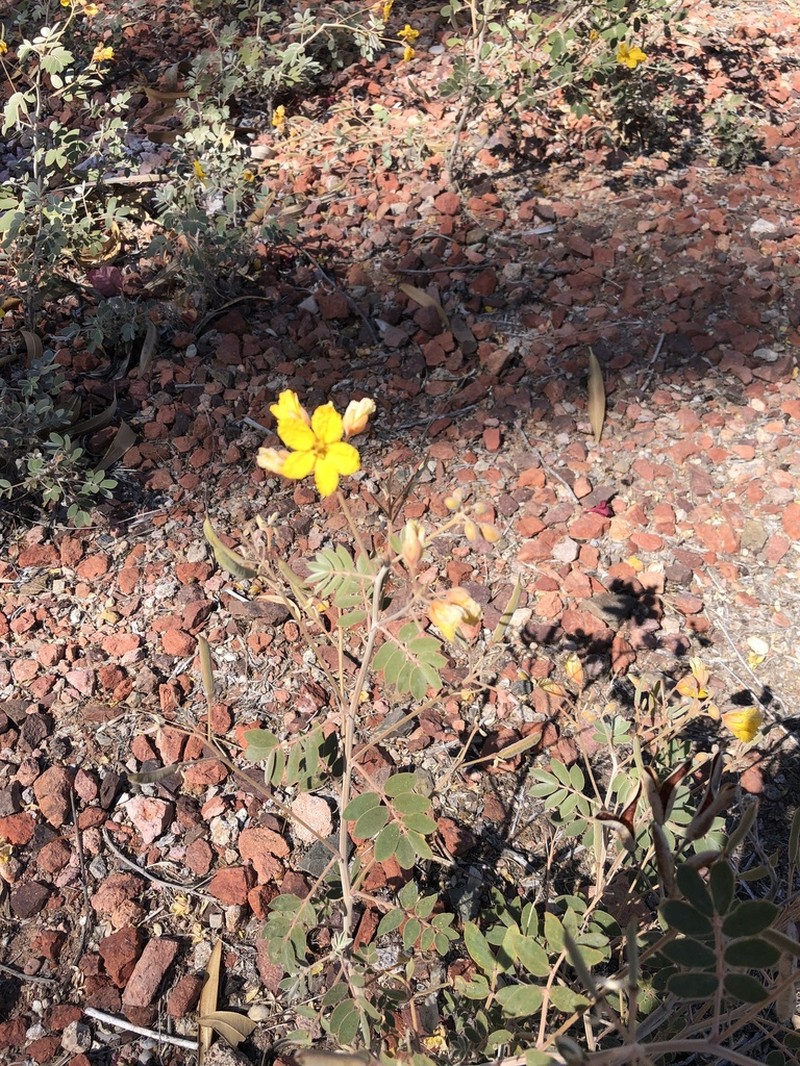 Coues' Cassia photo 6