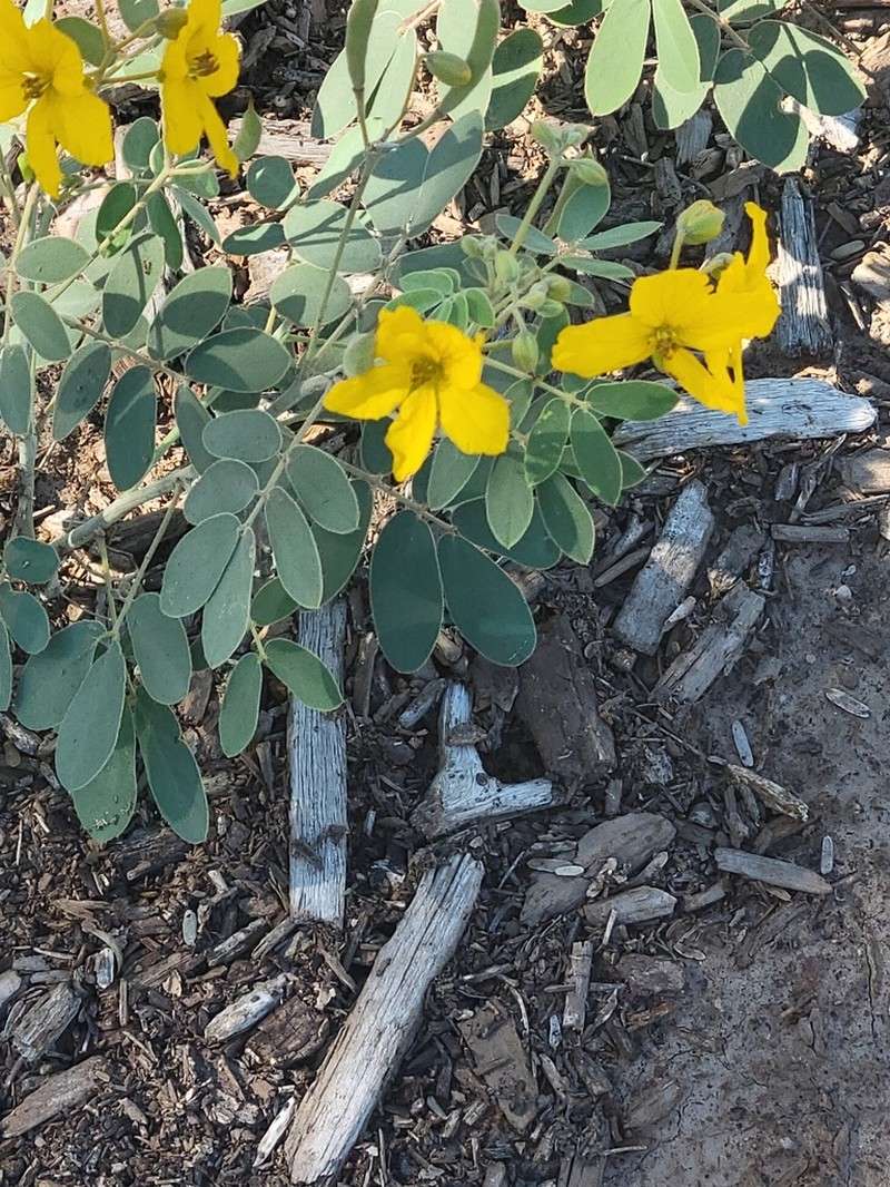 Coues' Cassia photo 7
