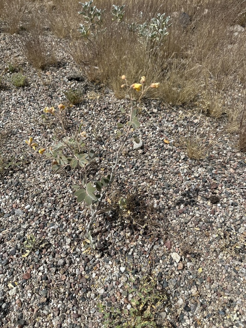 Coues' Cassia photo 8