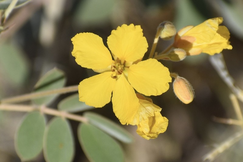 Coues' Cassia photo 9