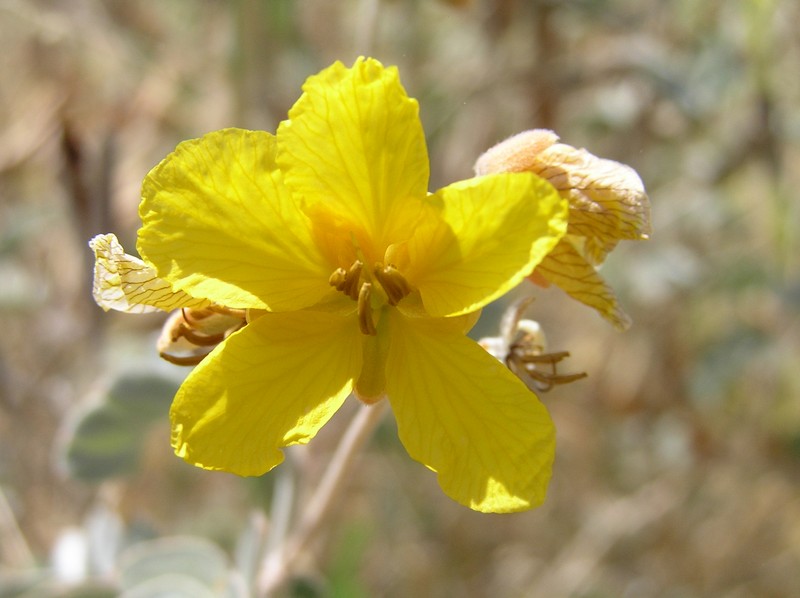 Coues' Cassia photo 2