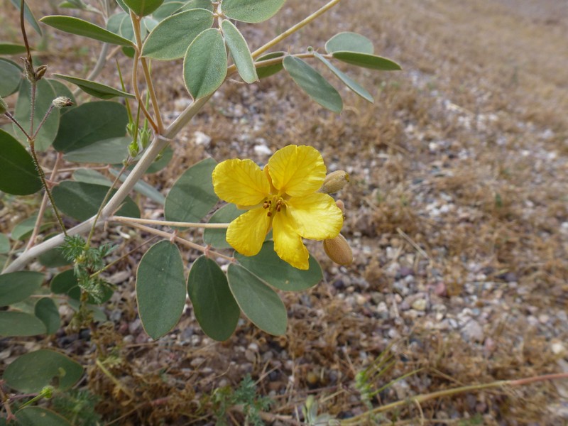 Coues' Cassia