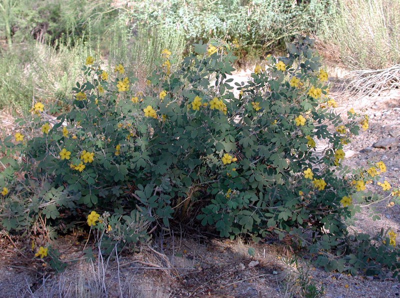 Coues' Cassia photo 3