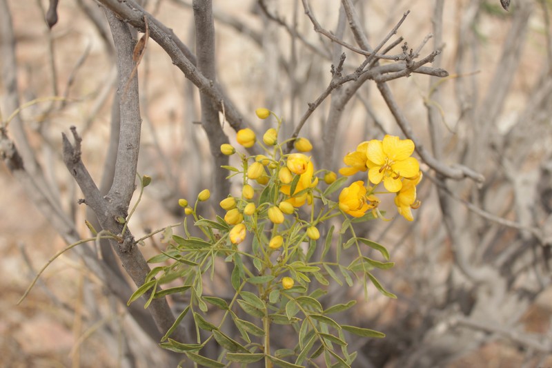 Senna cumingii var. cumingii