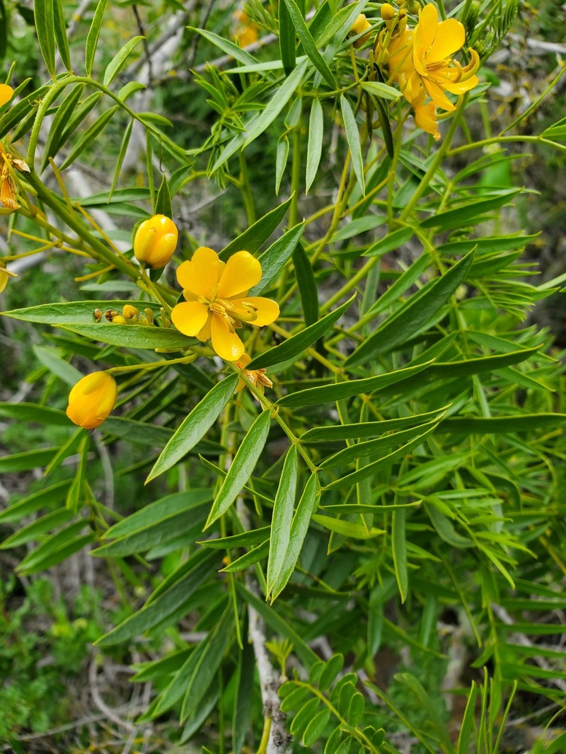 Senna cumingii var. cumingii photo 2