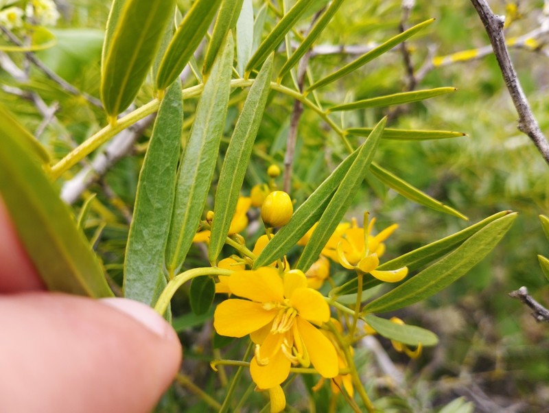 Senna cumingii var. cumingii photo 3