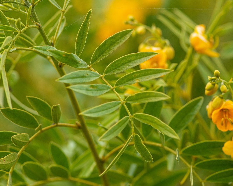 Senna cumingii var. cumingii photo 4
