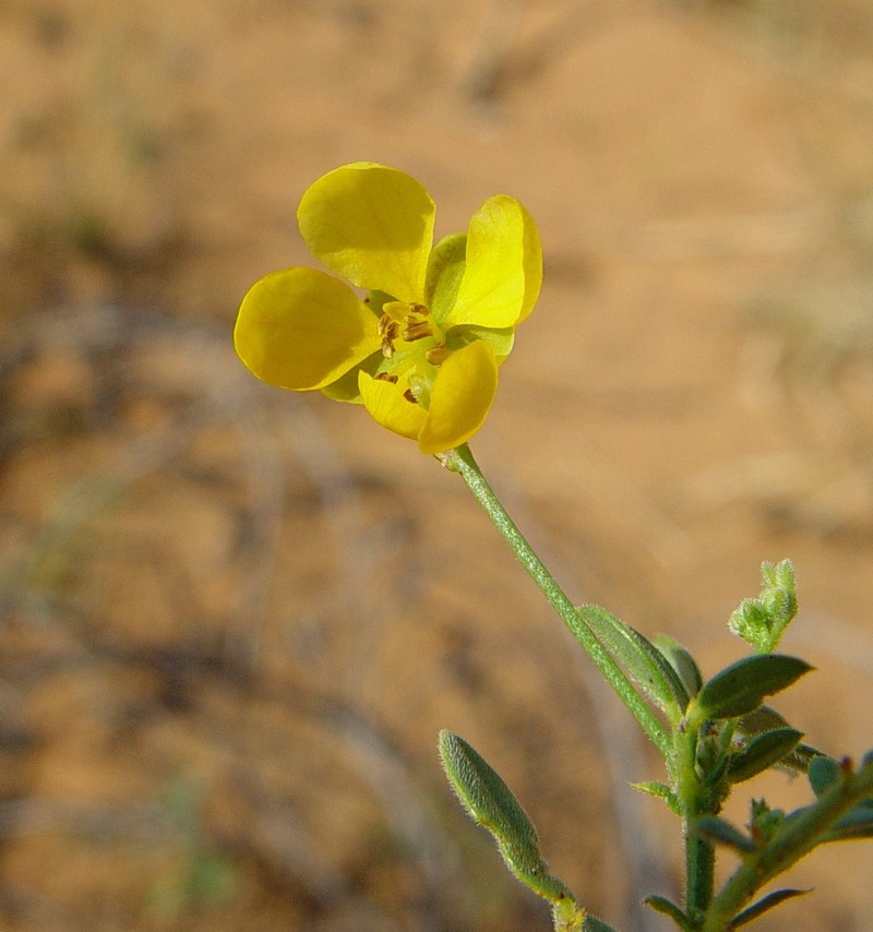 Senna curvistyla photo 3